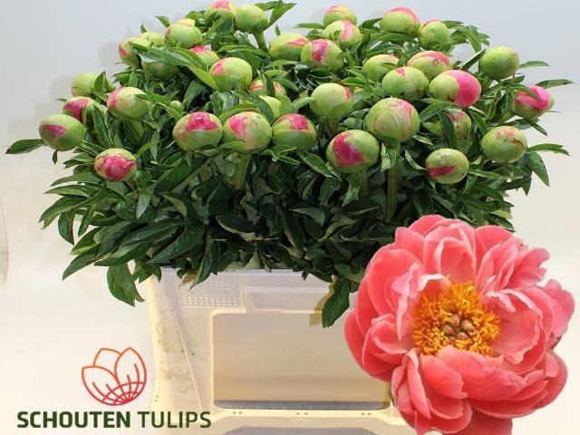 <h4>PAEO CORAL SUNSET</h4>