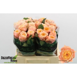 Rosa GR 'Vuvuzela Peach'