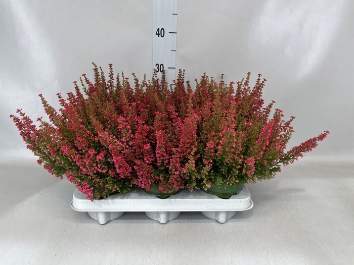 Erica gracilis 'Bea Queen Margaret'