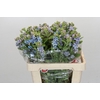 Oxypetalum Tweedia Blue