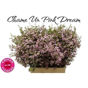 CHAME UN PINK DREAM