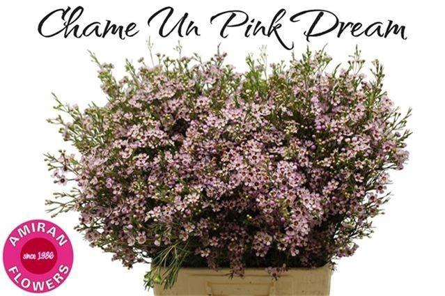 <h4>CHAME UN PINK DREAM</h4>
