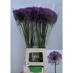Allium Purple Rain