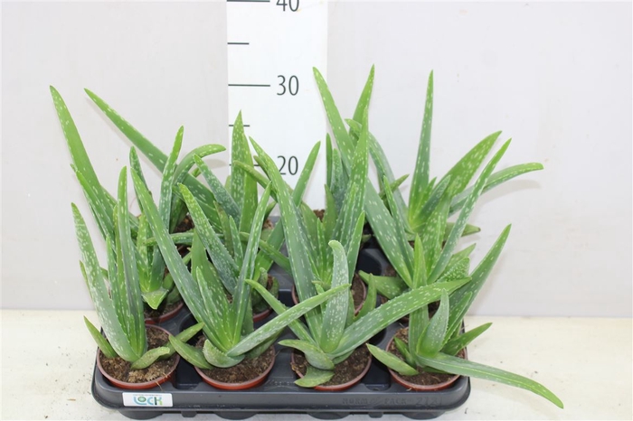 <h4>Aloe Vera</h4>