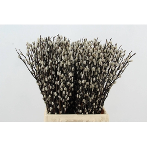 SALIX SNOW FLAKE