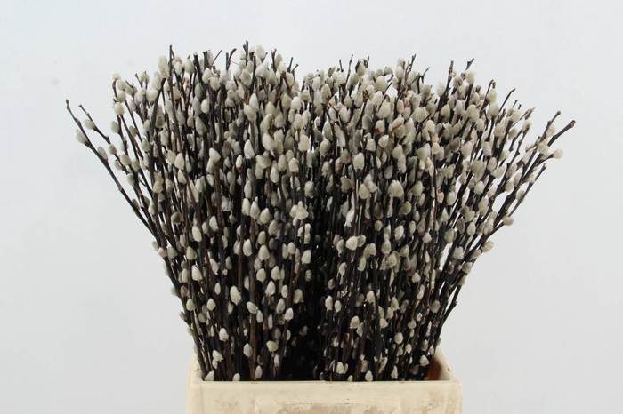<h4>SALIX SNOW FLAKE</h4>
