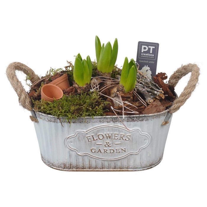 <h4>Arr.  Hyacinthus L%</h4>