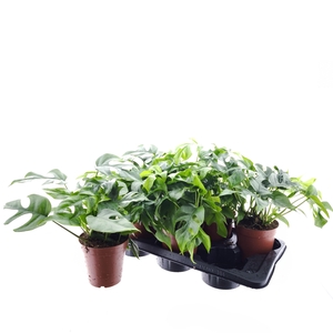 MONSTERA OV