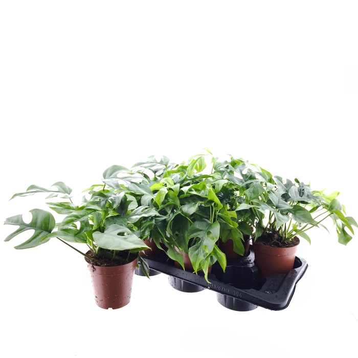 <h4>MONSTERA OV</h4>