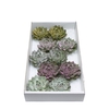 Echeveria Lindsyana Glitter Mix Lovely Christmas Wincx-12cm