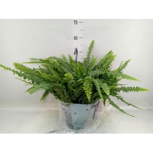 Nephrolepis exal. 'Green Lady'