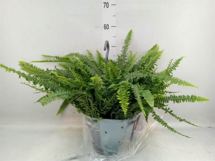 <h4>Nephrolepis exal. 'Green Lady'</h4>