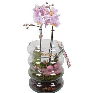 9408 ROZE BUBLE PHALEANOP