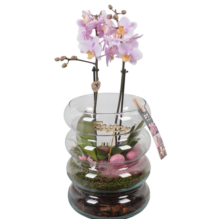 <h4>9408 ROZE BUBLE PHALEANOP</h4>