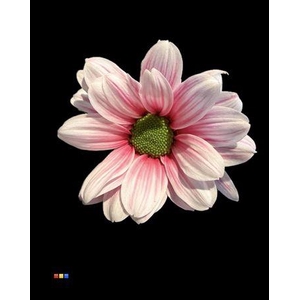 Chr T Kennedy Red Striped