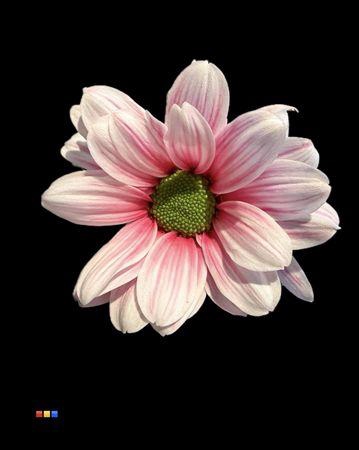 Chr T Kennedy Red Striped