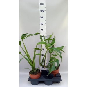 Monstera   ...