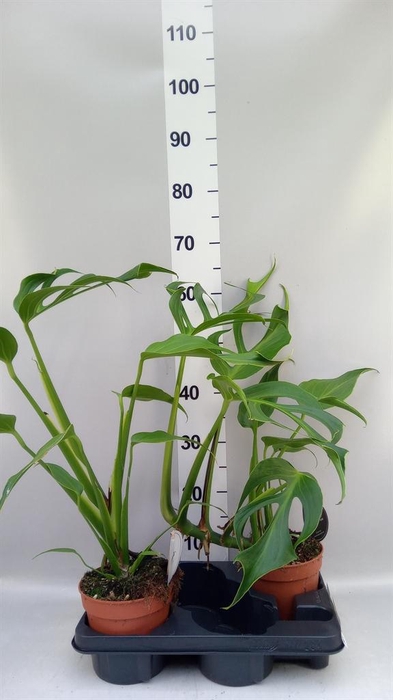 <h4>Monstera ...</h4>