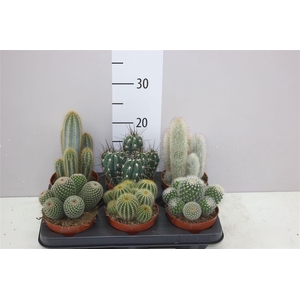 Cactus Gemengd