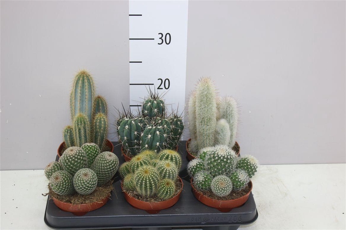 <h4>Cactus Gemengd</h4>