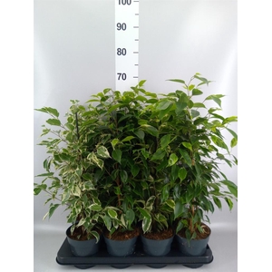 Ficus benja.   ...mix
