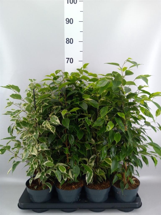 <h4>Ficus benja.   ...mix</h4>