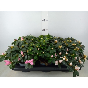 Rhododendron sim.   ...