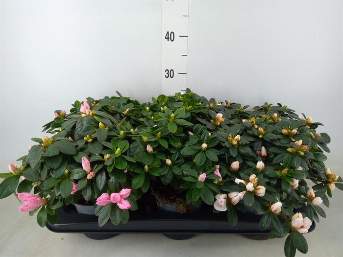 <h4>Rhododendron sim. ...</h4>