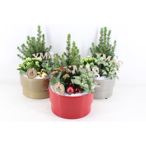 arr2 PL - Ker. pot ro/zi/go mix - rood/wit