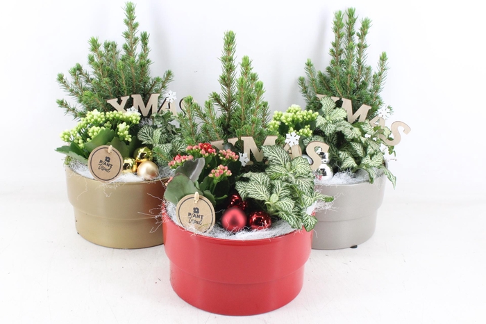 <h4>arr2 PL - Ker. pot ro/zi/go mix - rood/wit</h4>