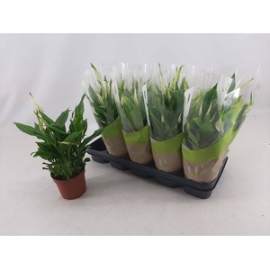 Spathiphyllum Bellini 13Ø 40cm 8fl