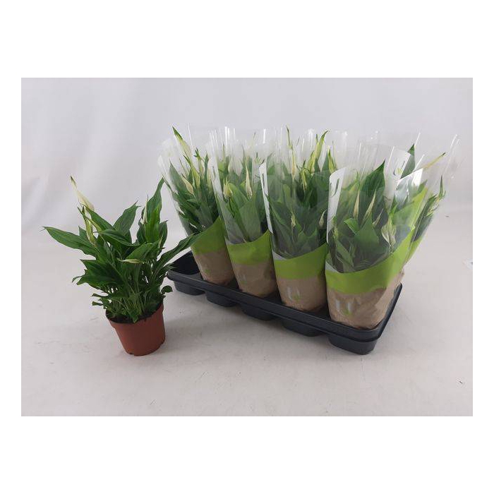 <h4>Spathiphyllum Bellini 13Ø 40cm 8fl</h4>