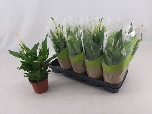 Spathiphyllum Bellini 13Ø 40cm 8fl