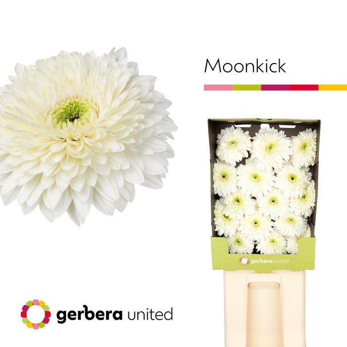<h4>Gerbera Pomponi Moon Kick Diamond</h4>