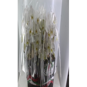PHALAENOPSIS CASCATA P15 BRANCO 2 HT