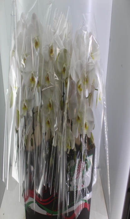 <h4>PHALAENOPSIS CASCATA P15 BRANCO 2 HT</h4>