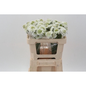 Scab At Coconut Bon Bon Scoop