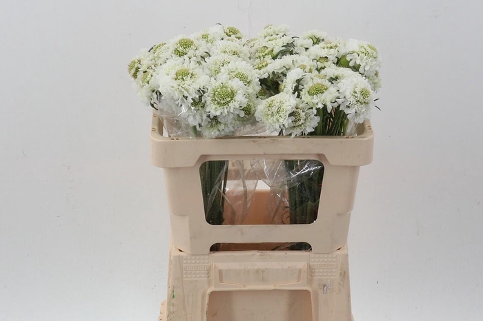 <h4>Scab At Coconut Bon Bon Scoop</h4>