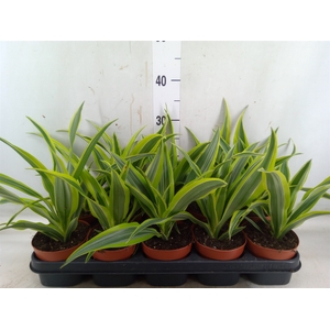 Dracaena fr de 'LemonLime'