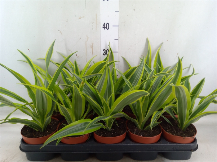 <h4>Dracaena fr de 'LemonLime'</h4>
