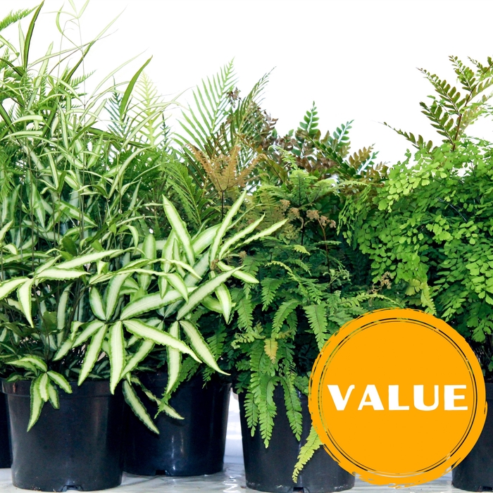 <h4>Fern 24 cm Mix Indoor</h4>