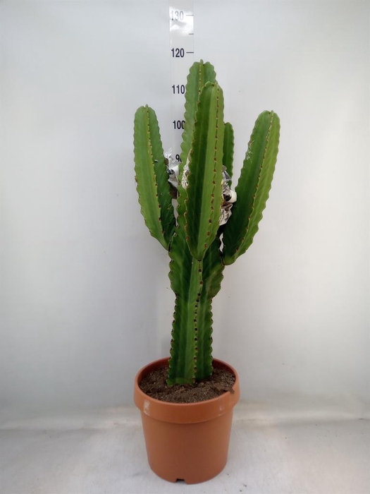 <h4>Euphorbia ingens</h4>