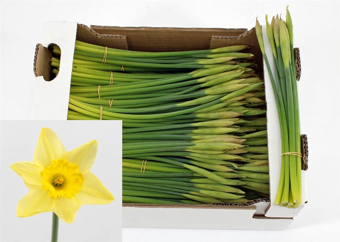 <h4>Narcis Dutch Master/bos</h4>