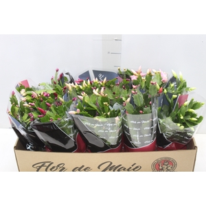 FLOR DE MAIO P11