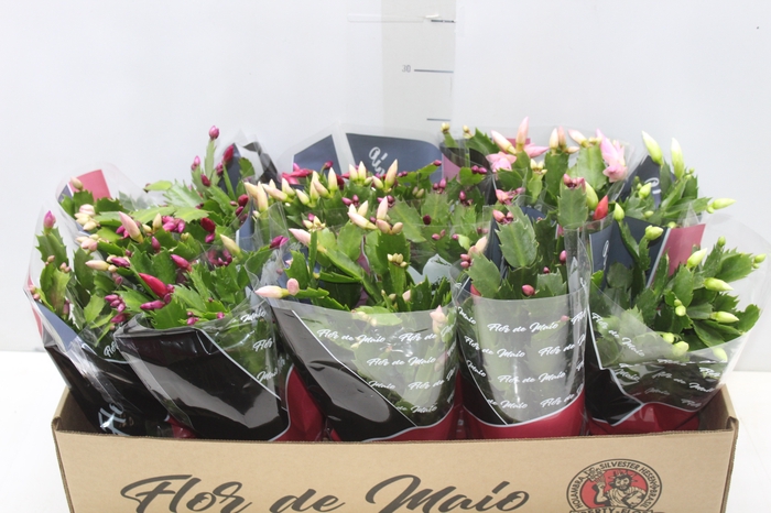 <h4>FLOR DE MAIO P11</h4>