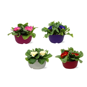 Primula Acaulis in Gemengd 19 cm schaal