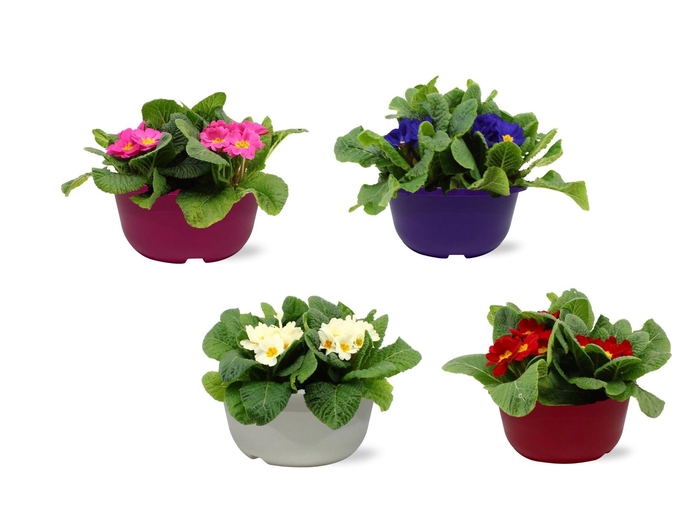 <h4>Primula Acaulis in Gemengd 19 cm schaal</h4>