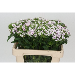 Dianthus Br Aldo Guicine