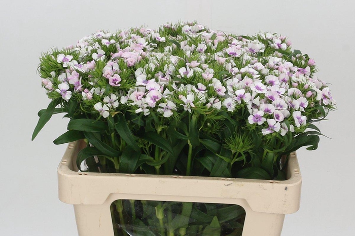 <h4>Dianthus Br Aldo Guicine</h4>
