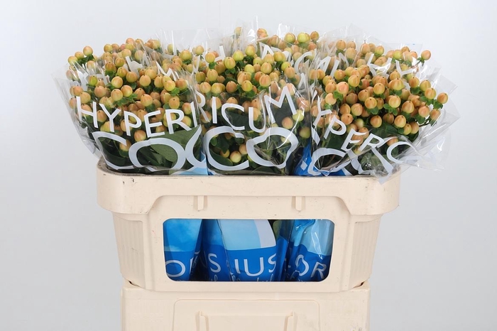 <h4>Hyp Coco Gelato</h4>